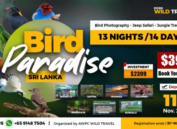 Bird-Paradise