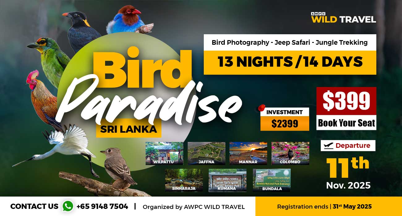 Bird-Paradise
