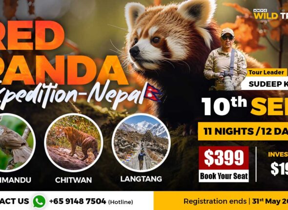 Red-Panda