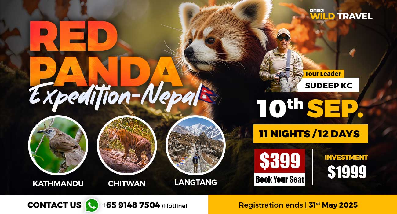 Red-Panda