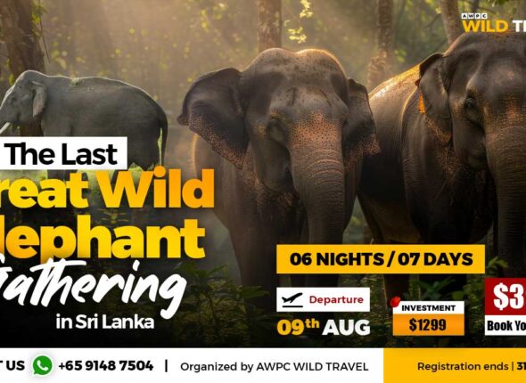 Wild-Elephant-Gathering_